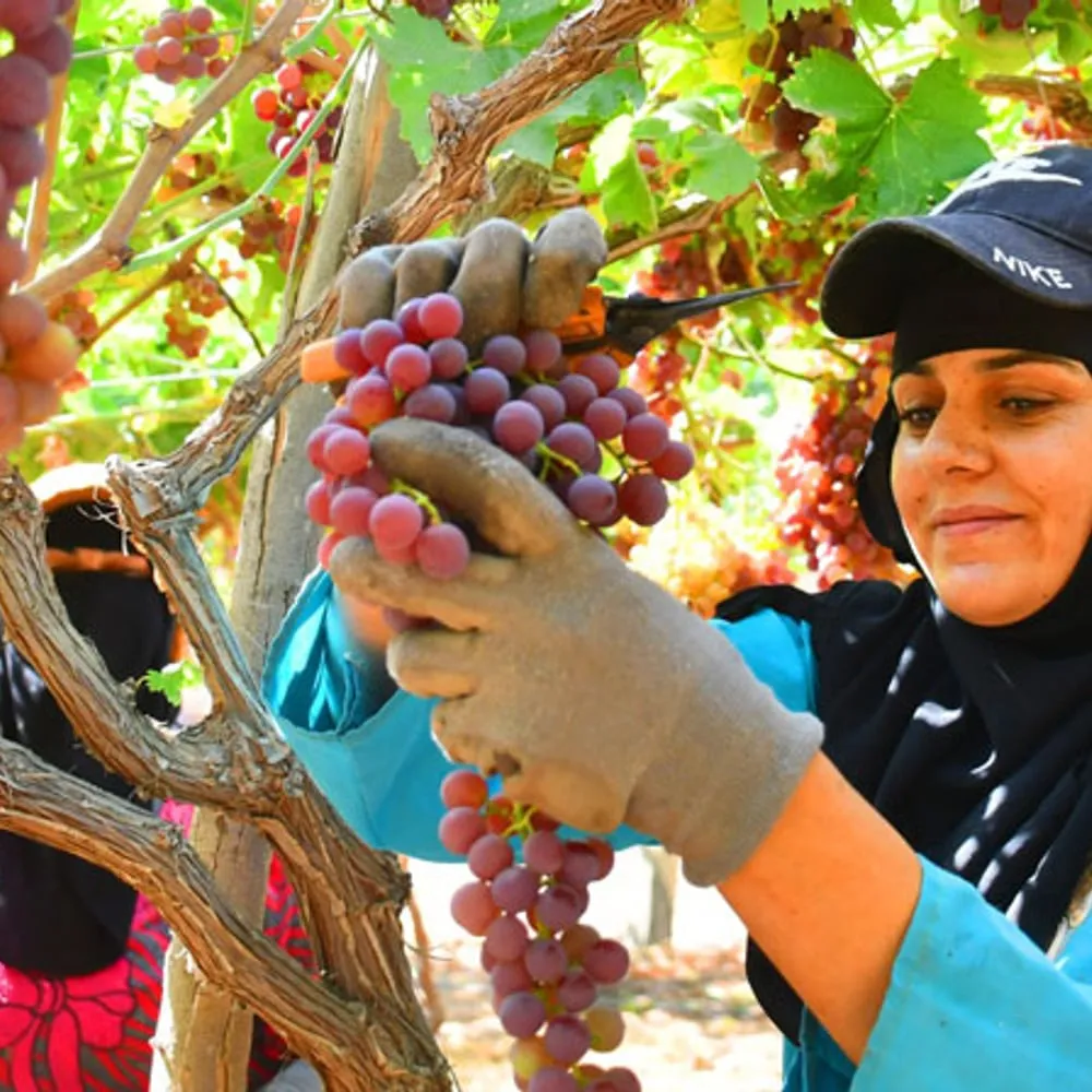Table Grapes