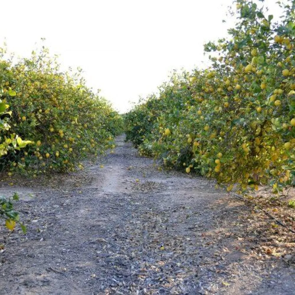 Adalia Lemons — 2