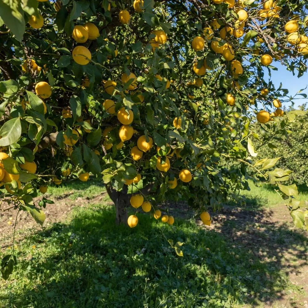 Adalia Lemons