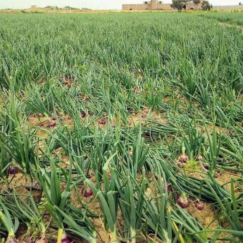 Golden Onions