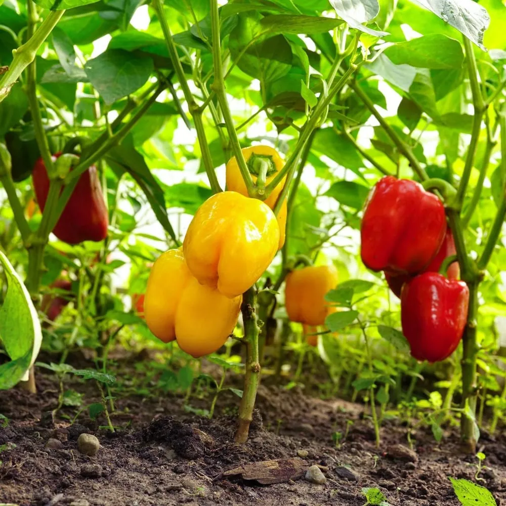 Bell Peppers — 2