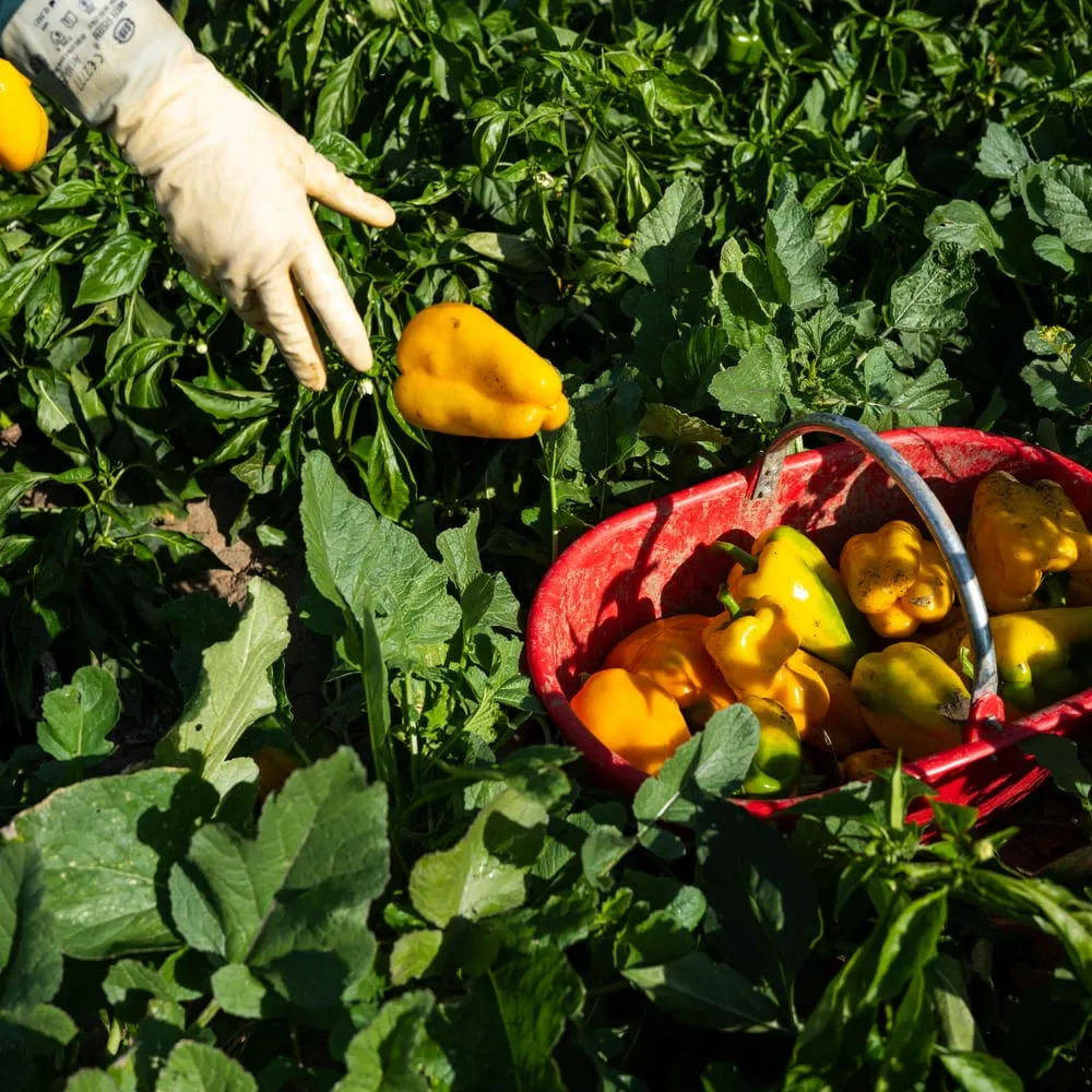 Bell Peppers — 3