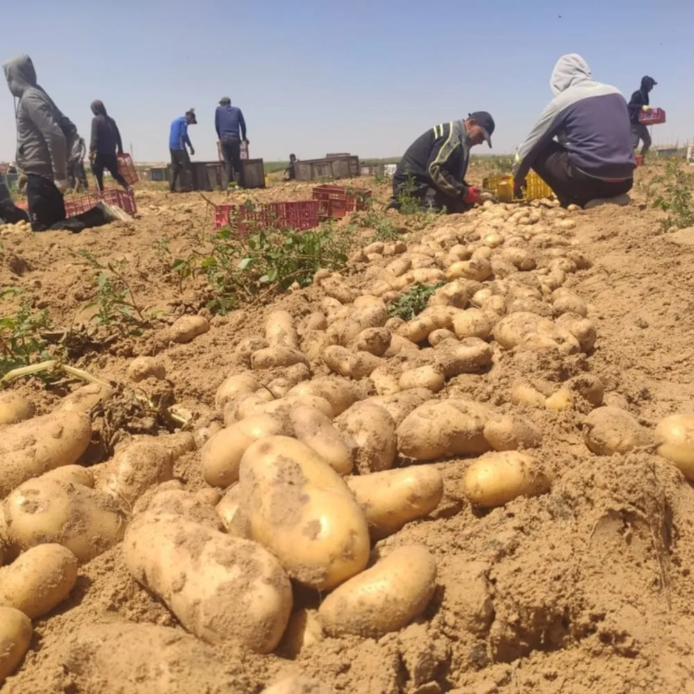 Potatoes